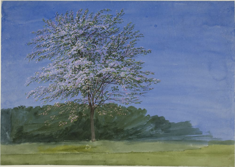 Study of a Tree in Bloom - J.M.W. Turner (date unknown)