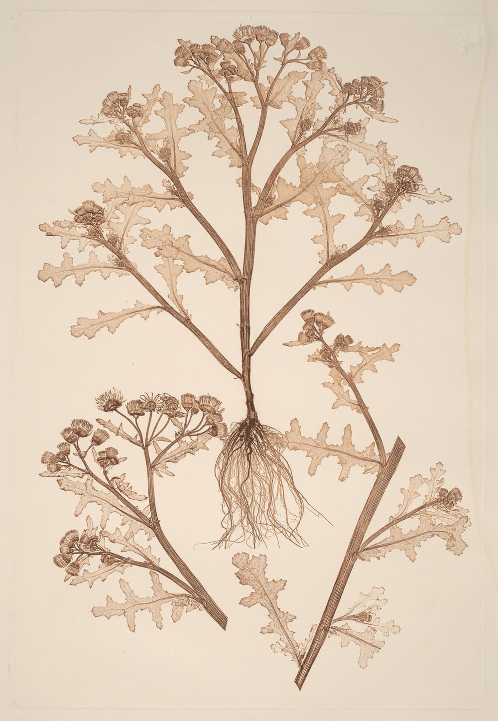 Senecio viscosus - Constantin von Ettinghausen and Alois Pokorny