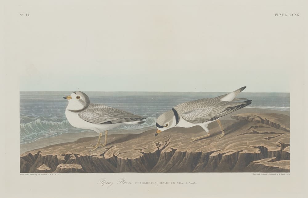 Piping Plover - Robert Havell after John James Audubon
