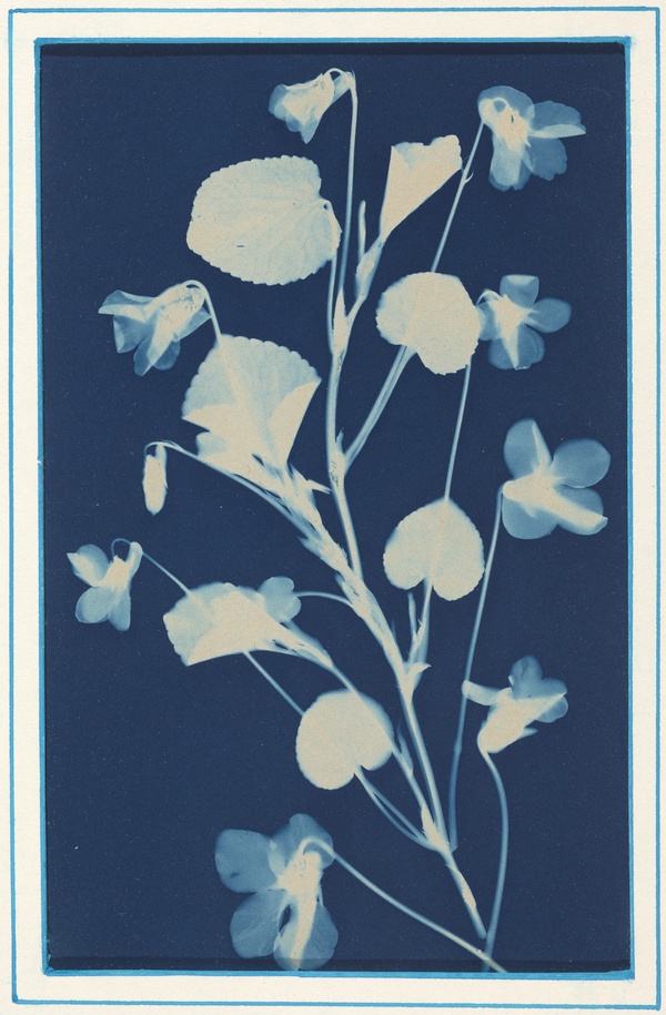 Untitled - Bertha Evelyn Jaques (c. 1900)