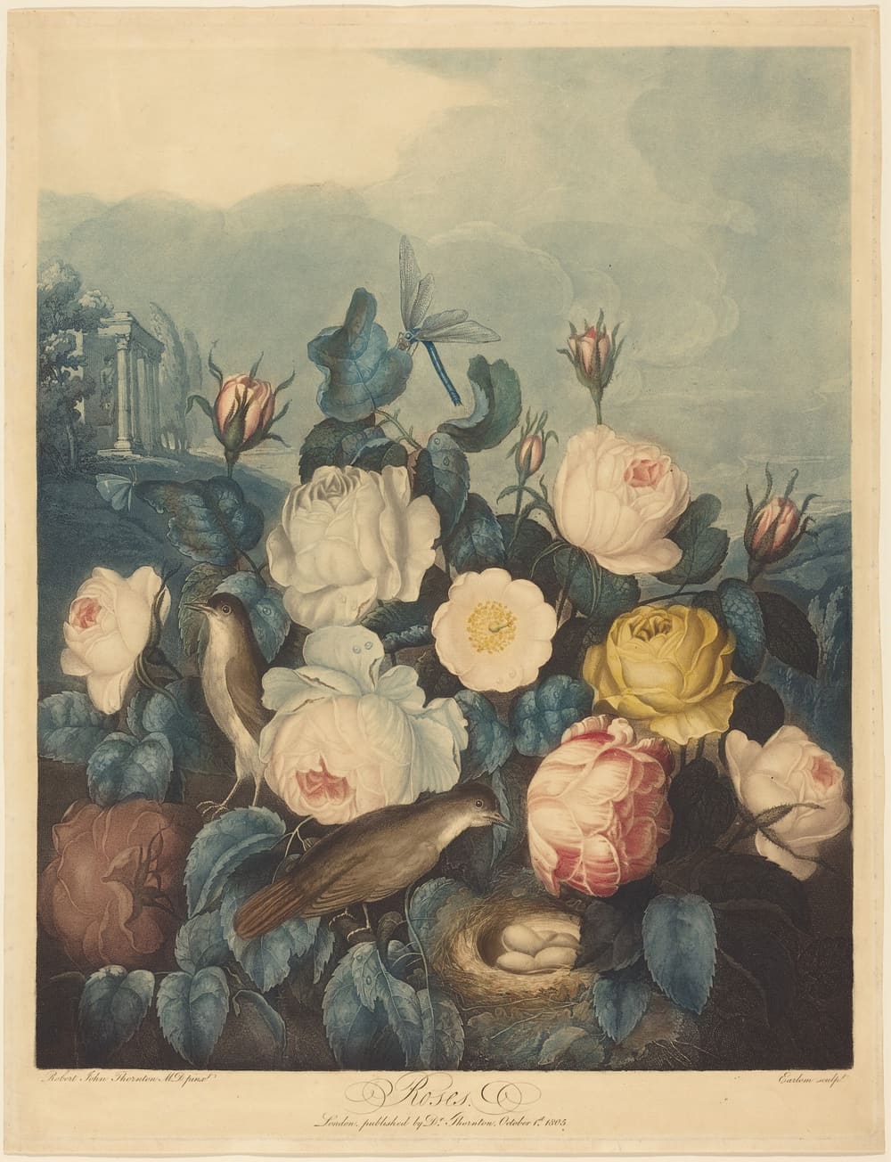 Roses - Richard Earlom after Dr. Robert John Thornton (1805)