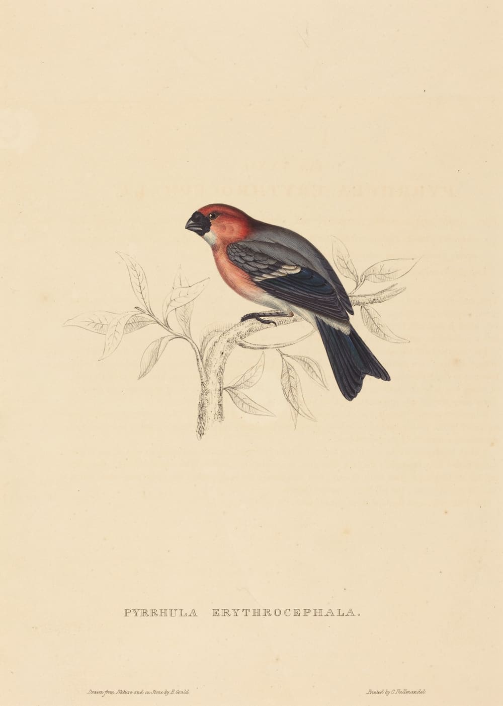 Pyrrhula Erythrocephala (Redheaded Bullfinch) - Elizabeth Gould