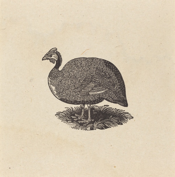 Guinea Hen - Thomas Bewick (1800)