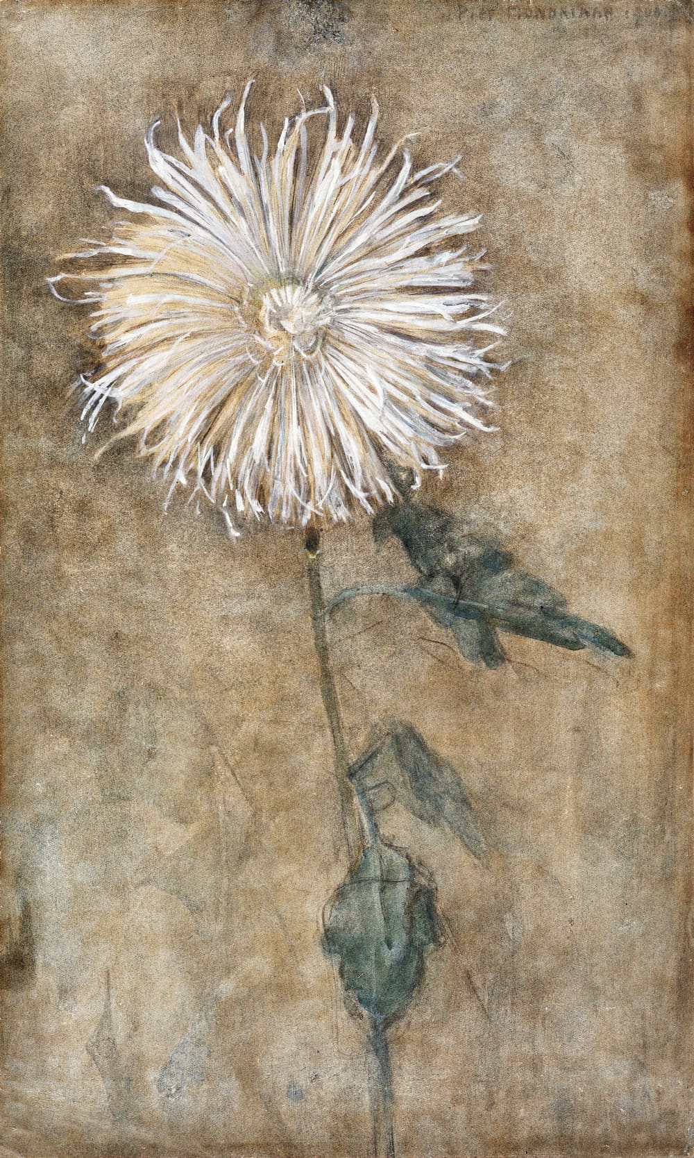 Chrysanthemum - Piet Mondrian (1900)