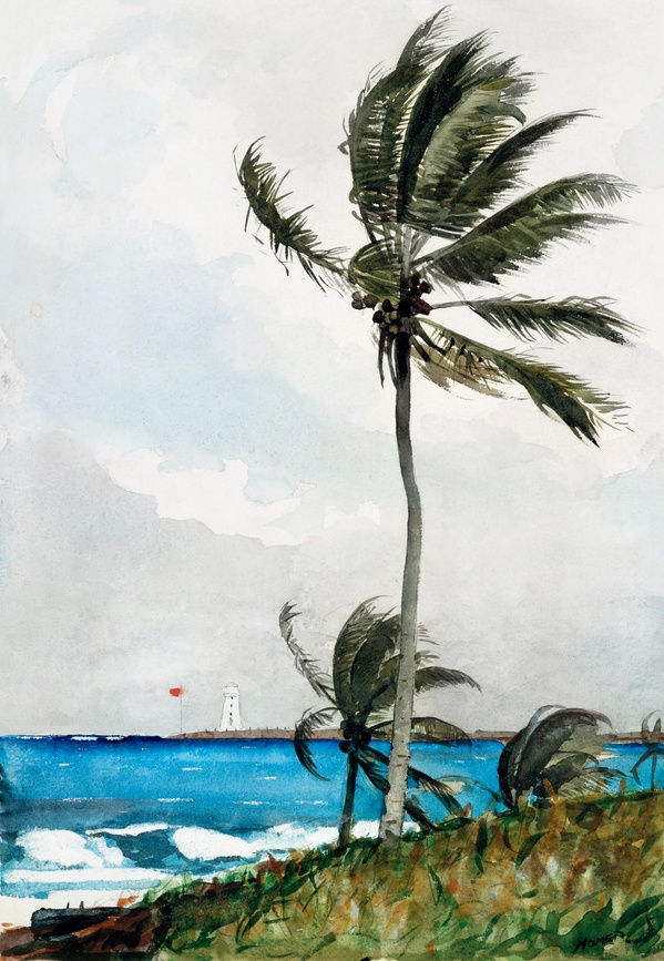 Palm Tree, Nassau - Winslow Homer (1898)