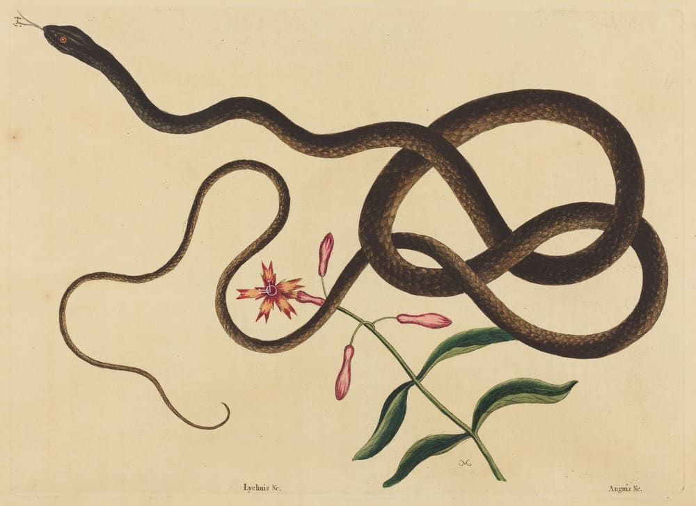 The Coach-Whip Snake (Coluber flagellum) - Mark Catesby